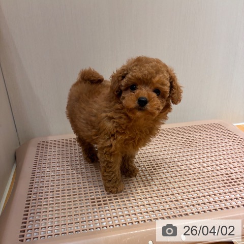 奈良県のトイプードル(トイ) (ペットプラス 大和郡山店/2026年1月22日生まれ/男の子/レッドフォーン)の子犬の3枚目の画像