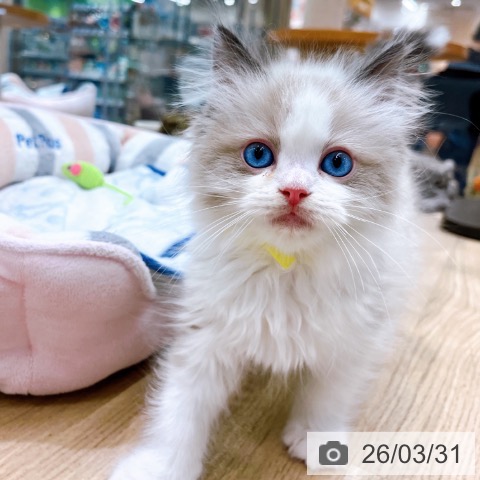 ラグドールの写真