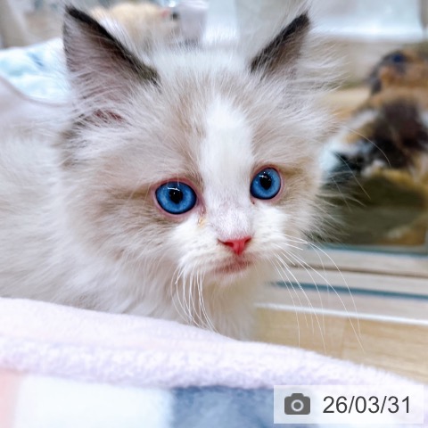 ラグドールの写真