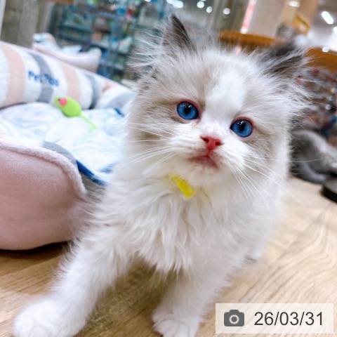 ラグドールの写真