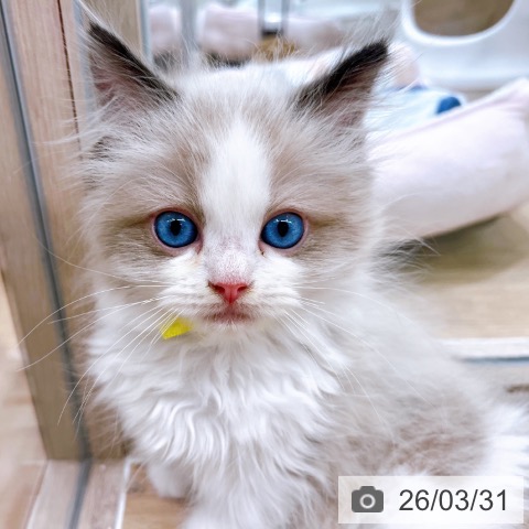 ラグドールの写真