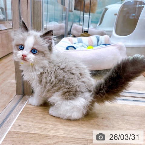 ラグドールの写真