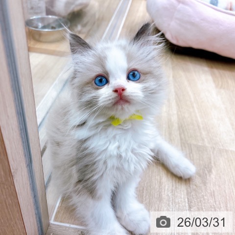 ラグドールの写真