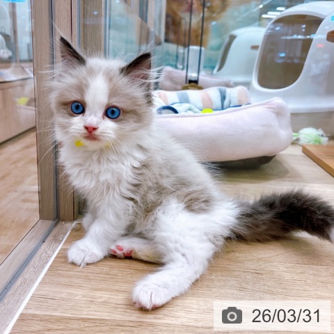 ラグドールの写真