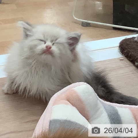 大阪府のラグドール (ペットプラス 大阪ドームシティ店/2026年1月26日生まれ/男の子/シールポイントバイカラー)の子猫の4枚目の画像