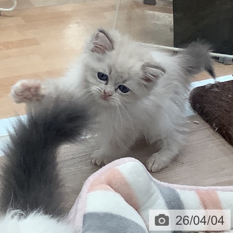 大阪府のラグドール (ペットプラス 大阪ドームシティ店/2026年1月26日生まれ/男の子/シールポイントバイカラー)の子猫の3枚目の画像