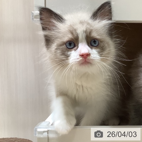 大阪府のラグドール (ペットプラス 鶴見店/2026年1月28日生まれ/男の子/シールポイントバイカラー)の子猫の4枚目の画像