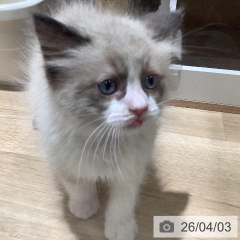 大阪府のラグドール (ペットプラス 鶴見店/2026年1月28日生まれ/男の子/シールポイントバイカラー)の子猫の3枚目の画像