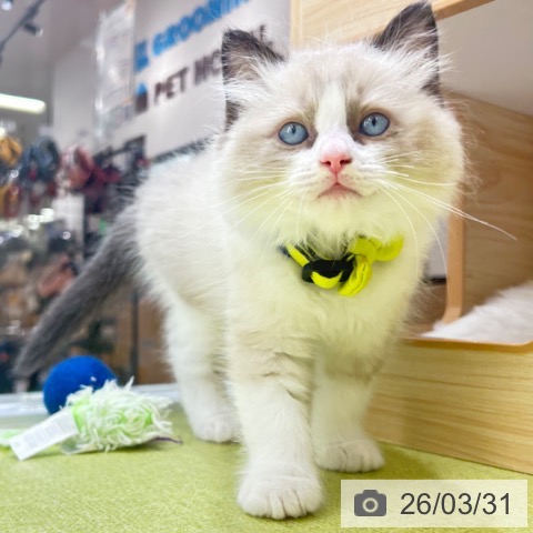 ラグドールの写真