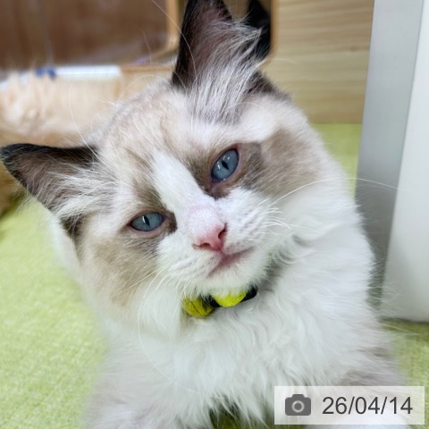 京都府のラグドール (ペットプラス 京都桂川店/2026年1月28日生まれ/男の子/シールポイントバイカラー)の子猫の4枚目の画像