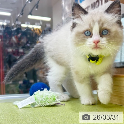 ラグドールの写真