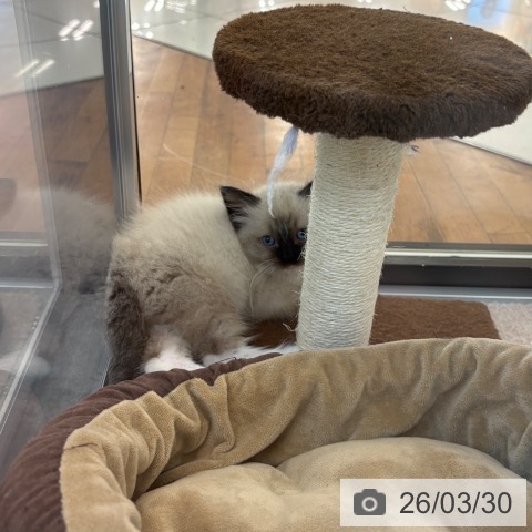 ラグドールの写真