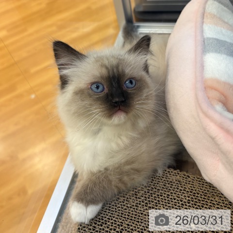 ラグドールの写真