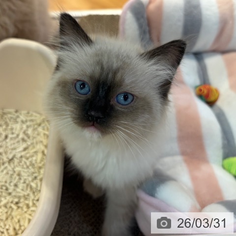 ラグドールの写真