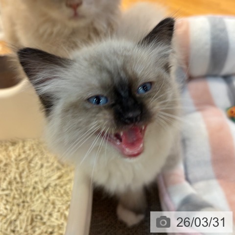 京都府のラグドール (ペットプラス イオンモールKYOTO店/2026年1月28日生まれ/女の子/シールポイントミテッド)の子猫の4枚目の画像