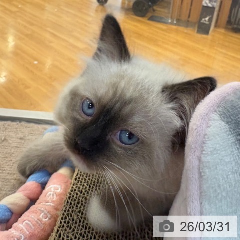 京都府のラグドール (ペットプラス イオンモールKYOTO店/2026年1月28日生まれ/女の子/シールポイントミテッド)の子猫の3枚目の画像