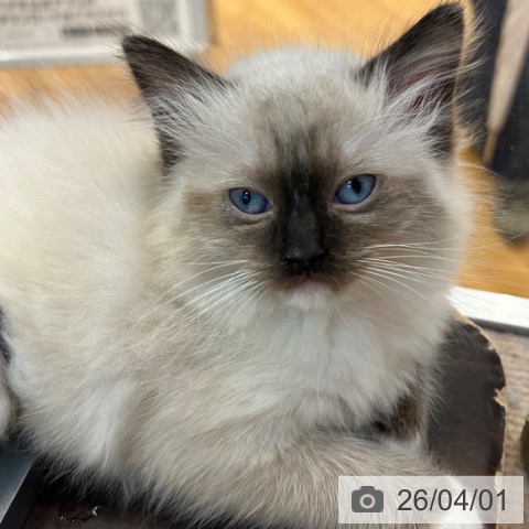 京都府のラグドール (ペットプラス イオンモールKYOTO店/2026年1月28日生まれ/女の子/シールポイントミテッド)の子猫の3枚目の画像