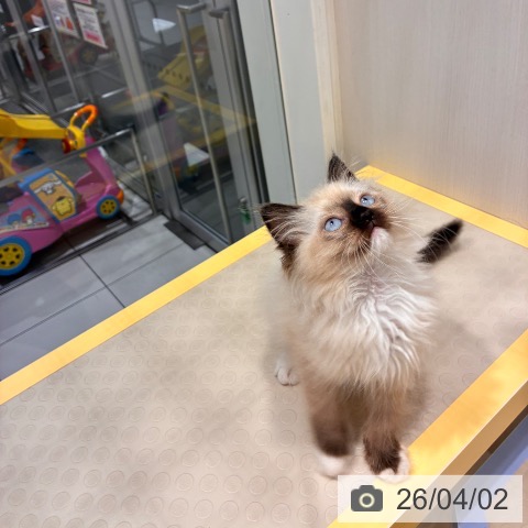 奈良県のラグドール (ペットプラス 大和郡山店/2026年1月28日生まれ/女の子/シールポイントミテッド)の子猫の4枚目の画像