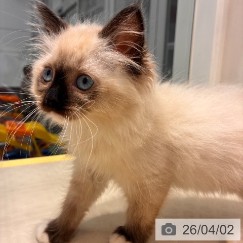 奈良県のラグドール (ペットプラス 大和郡山店/2026年1月28日生まれ/女の子/シールポイントミテッド)の子猫の3枚目の画像