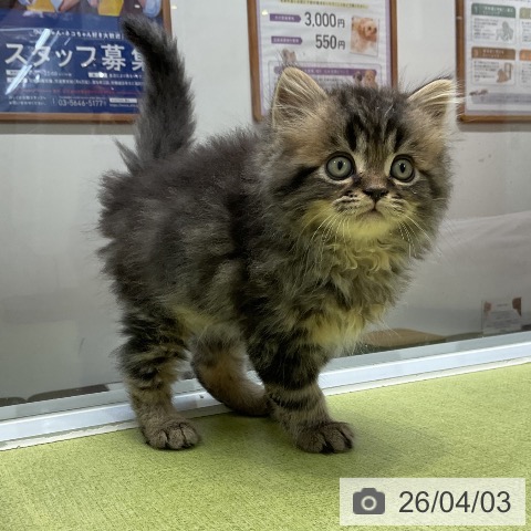 大阪府のスコティッシュフォールド (ペットプラス ららぽーと和泉店/2026年1月26日生まれ/男の子/ブラウンタビー)の子猫の4枚目の画像