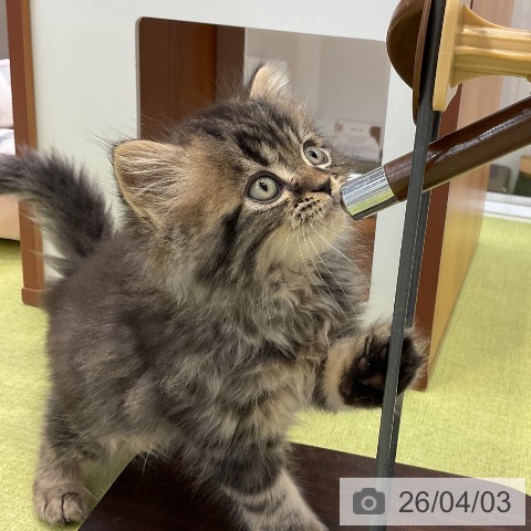 大阪府のスコティッシュフォールド (ペットプラス ららぽーと和泉店/2026年1月26日生まれ/男の子/ブラウンタビー)の子猫の3枚目の画像