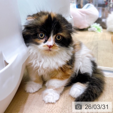 スコティッシュフォールドの写真