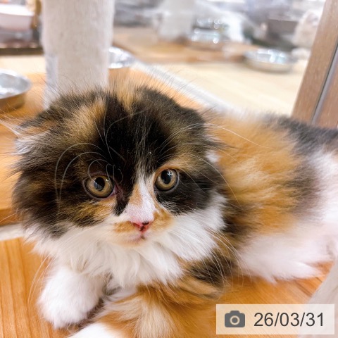 スコティッシュフォールドの写真