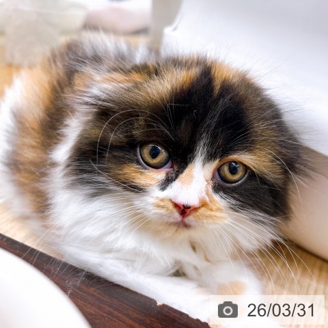 スコティッシュフォールドの写真