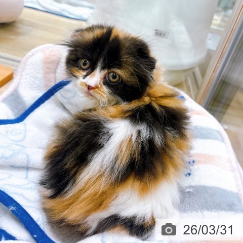 スコティッシュフォールドの写真