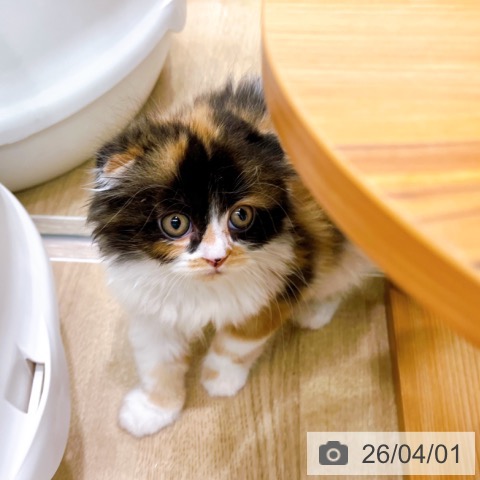 大阪府のスコティッシュフォールド (ペットプラス イオン大日店/2026年1月26日生まれ/女の子/キャリコ)の子猫の4枚目の画像