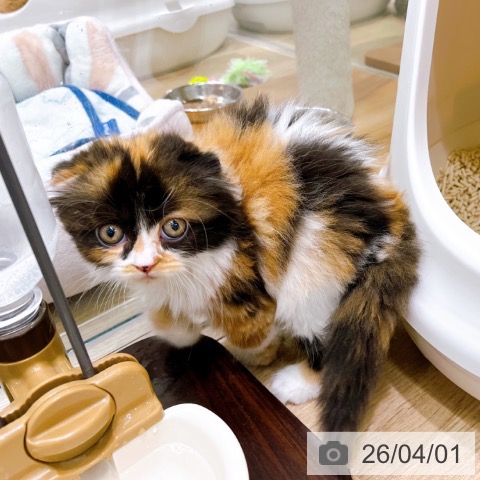 大阪府のスコティッシュフォールド (ペットプラス イオン大日店/2026年1月26日生まれ/女の子/キャリコ)の子猫の3枚目の画像