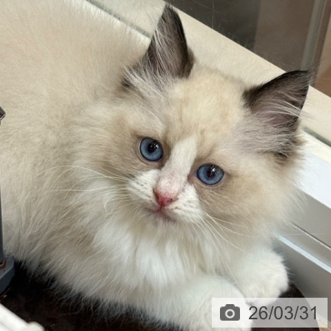 ラグドールの写真