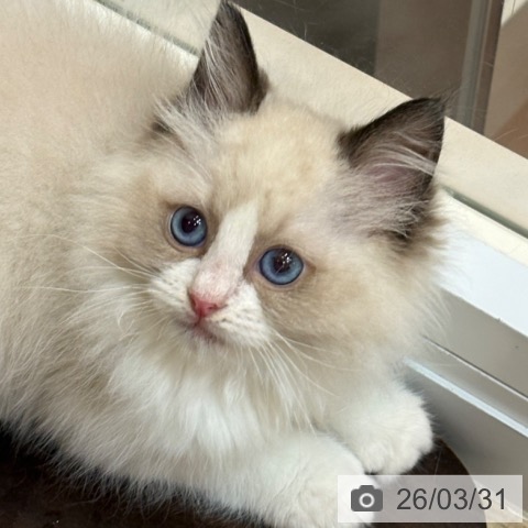 ラグドールの写真