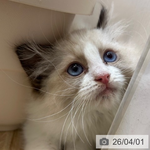 京都府のラグドール (ペットプラス イオンモールKYOTO店/2026年1月20日生まれ/男の子/シールポイントバイカラー)の子猫の3枚目の画像