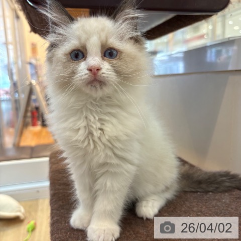 京都府のラグドール (ペットプラス イオンモールKYOTO店/2026年1月20日生まれ/男の子/シールポイントバイカラー)の子猫の3枚目の画像