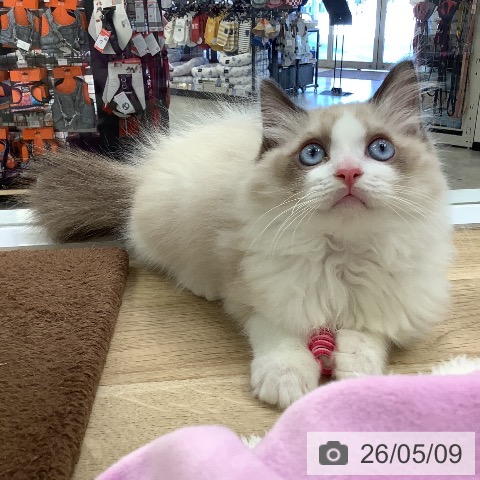 ラグドールの写真