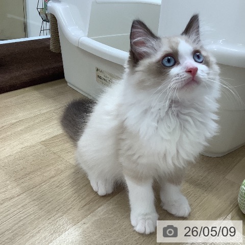 ラグドールの写真