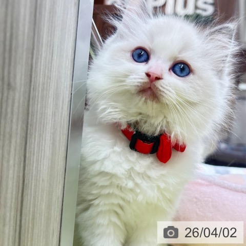 京都府のラグドール (ペットプラス 京都桂川店/2026年1月28日生まれ/女の子/ブルーポイントバイカラー)の子猫の4枚目の画像