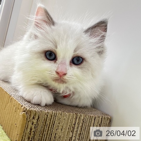 京都府のラグドール (ペットプラス 京都桂川店/2026年1月28日生まれ/女の子/ブルーポイントバイカラー)の子猫の3枚目の画像