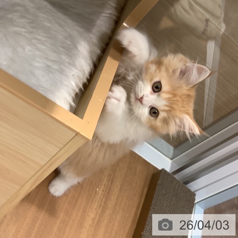 大阪府のラガマフィン (ペットプラス りんくう泉南店/2026年1月20日生まれ/男の子/レッドタビーホワイト)の子猫の4枚目の画像