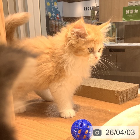 大阪府のラガマフィン (ペットプラス りんくう泉南店/2026年1月20日生まれ/男の子/レッドタビーホワイト)の子猫の3枚目の画像