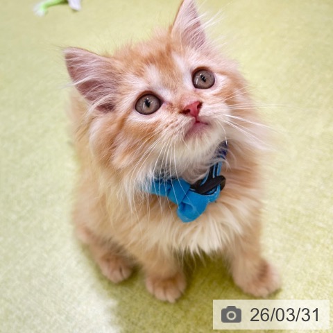 ラガマフィンの写真