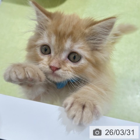 ラガマフィンの写真