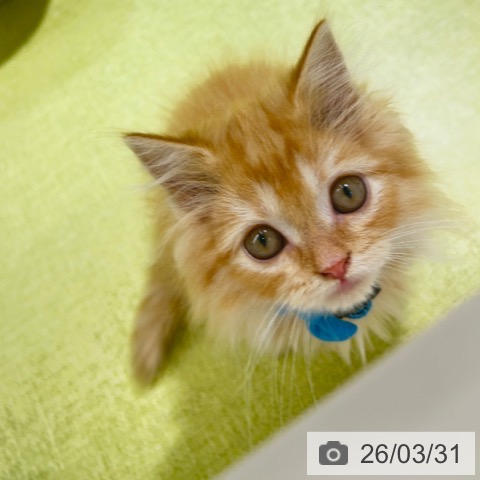 ラガマフィンの写真