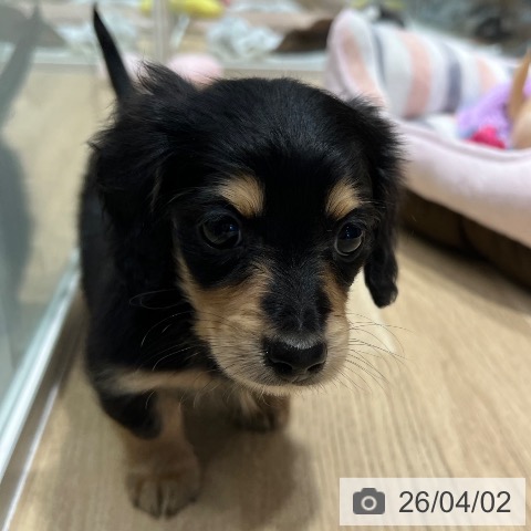 大阪府のカニンヘンダックスフンド(ロング) (ペットプラス 四條畷店/2026年1月27日生まれ/男の子/ブラックイエロー)の子犬の4枚目の画像