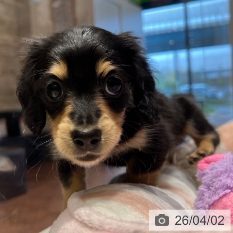 大阪府のカニンヘンダックスフンド(ロング) (ペットプラス 四條畷店/2026年1月27日生まれ/男の子/ブラックイエロー)の子犬の3枚目の画像