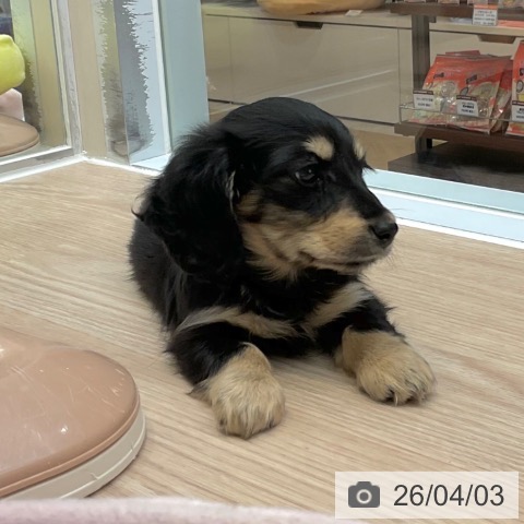 大阪府のカニンヘンダックスフンド(ロング) (ペットプラス ららぽーと和泉店/2026年1月27日生まれ/女の子/ブラックイエロー)の子犬の4枚目の画像