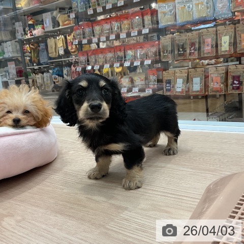 大阪府のカニンヘンダックスフンド(ロング) (ペットプラス ららぽーと和泉店/2026年1月27日生まれ/女の子/ブラックイエロー)の子犬の3枚目の画像