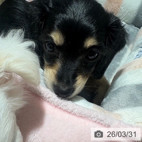 カニーンヘン・ダックスフンドの写真