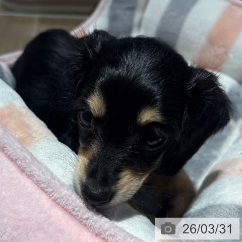 カニーンヘン・ダックスフンドの写真